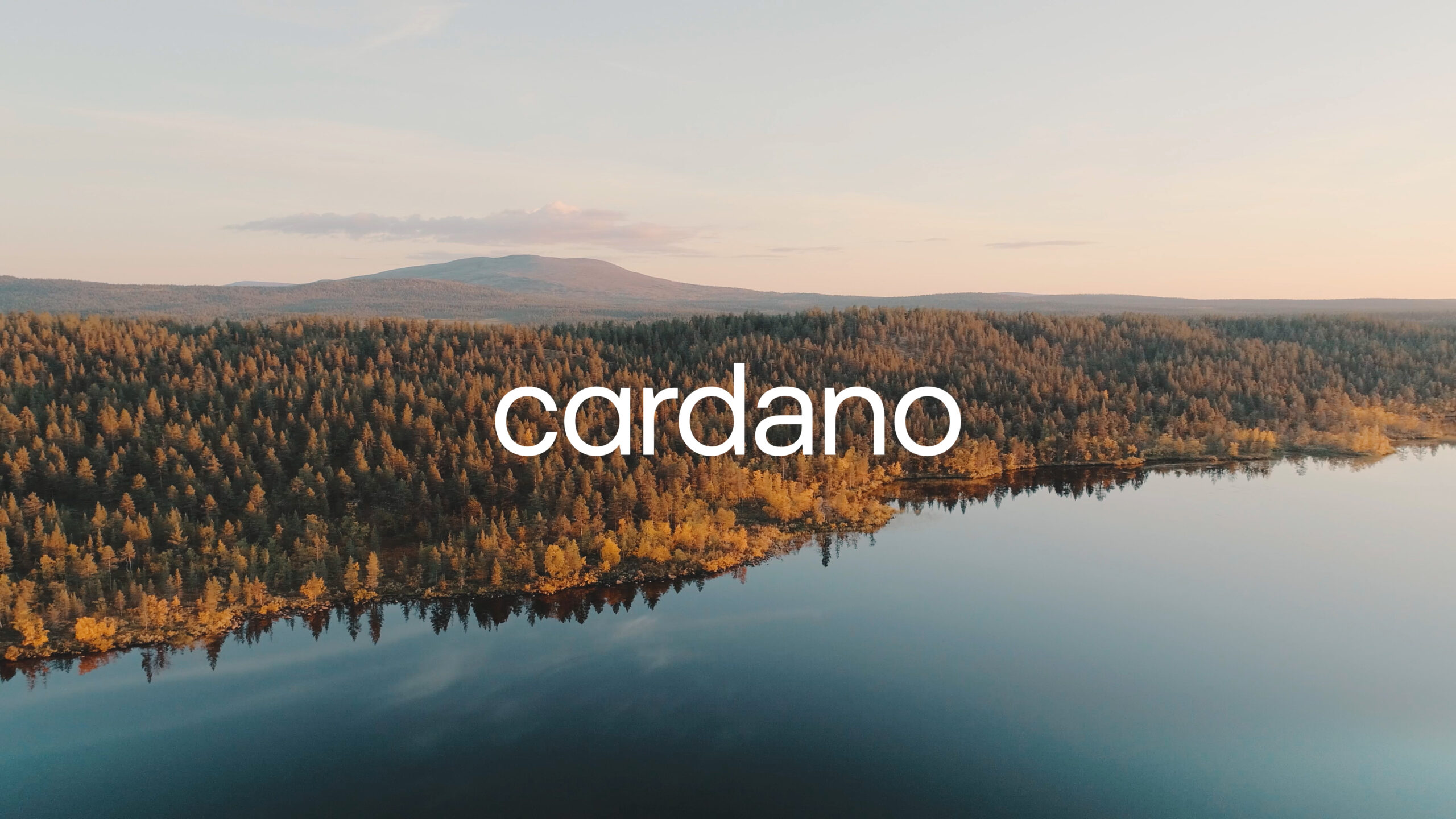 We are Cardano - Cardano - NL - English